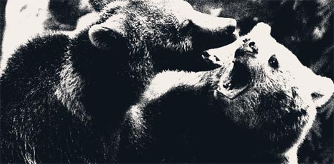 bears