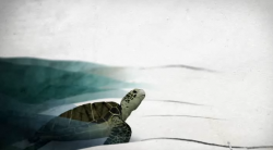 xyz_wwf