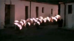 sheep sheep