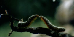 catepillar
