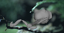 amf