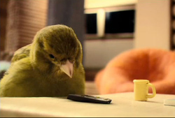 robinsons_bird