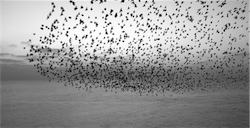 flock thumb