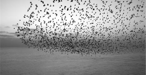flock