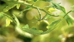 nature-sweet