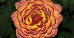 dahlia
