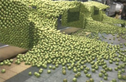 city-harvest-apples