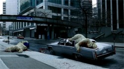 icebears
