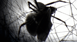 polynoid