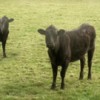 cows & cows & cows