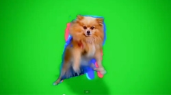 dogstep